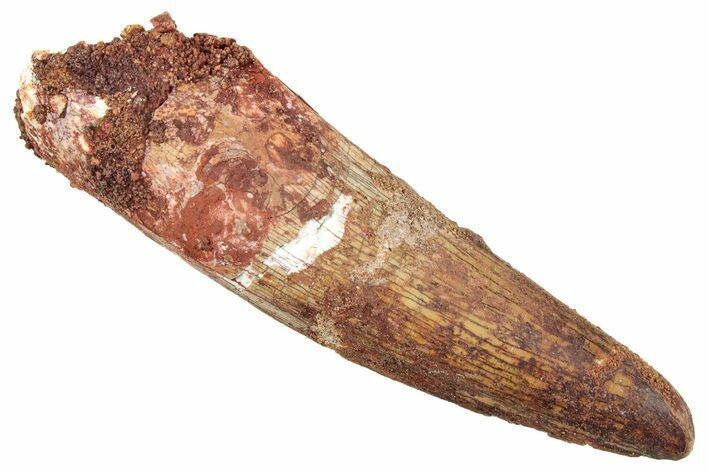 Fossil Spinosaurus Tooth - Real Dinosaur Tooth #239286